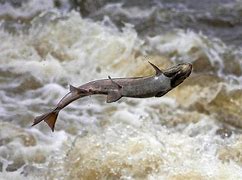 Ikan Salmon Hidup Di Air Apa